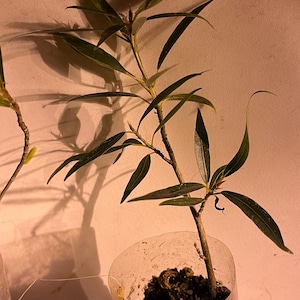 Op de afbeelding: Een jonge plant met lange, smalle groene bladeren en een bruine stengel, in een doorzichtige plastic container. De plant bevindt zich in een vroeg groeistadium, met een paar kleine knoppen zichtbaar. De achtergrond is neutraal.