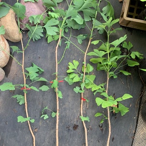 3-4 year old Ginkgo Biloba seedling unsexed bareroot