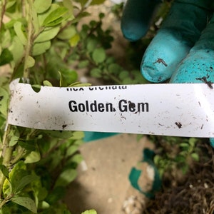 Ilex crenata 'Golden Gem' Dwarf Yellow Japanese Holly 2 year old plant bare root image 7