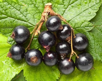 8-12" tall Ben Sarek Black Currant Rooted , 1 rooted plant 1 year old