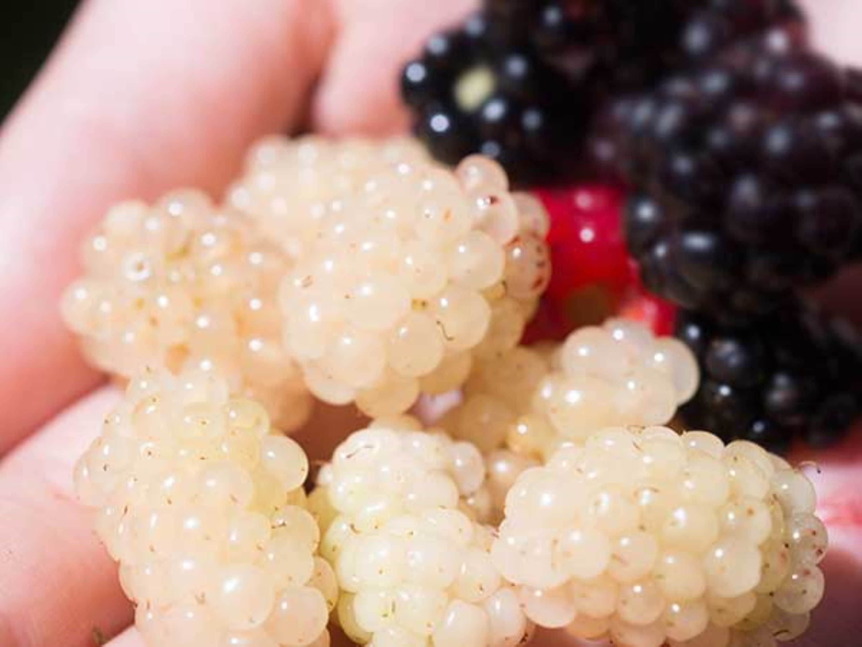 White Blackberry Rubus 'snowbank' 1420 Tall Sent Etsy