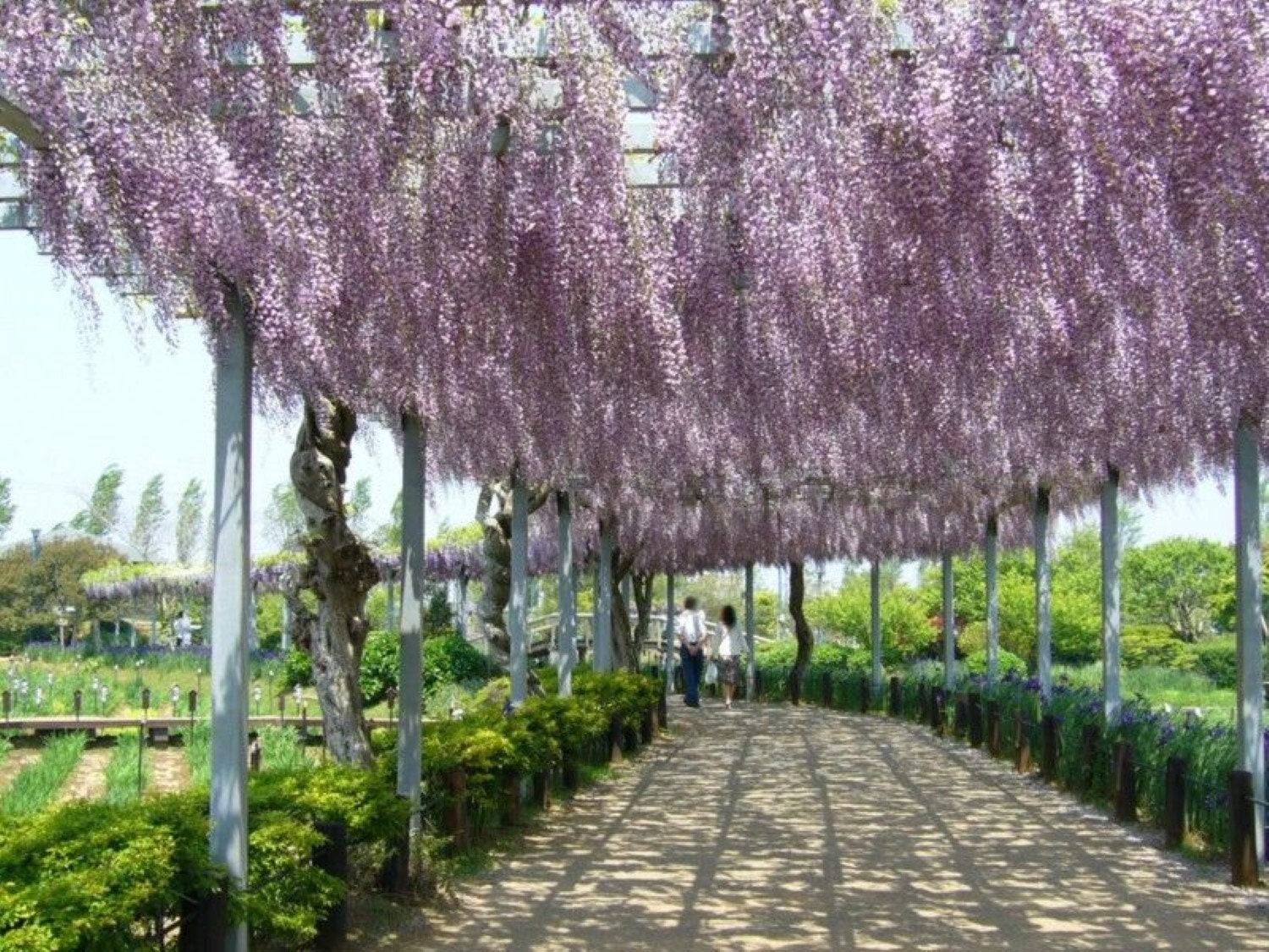 Wisteria Floribunda Honbeni (syn Pink Ice), Grafted, 1 Year Old - Etsy