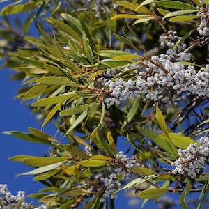 Puede incluir: Primer plano de una rama de árbol con hojas verdes y racimos de pequeñas bayas blancas. Las hojas son largas y delgadas, con un tono verde amarillento. Las bayas son redondas y densas, sobre un cielo azul claro.