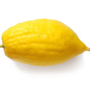 May include: A yellow etrog fruit, a citrus fruit used in Jewish religious ceremonies, isolated on a white background.
