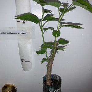 Catalpa speciosa , 1-2 year old ,Northern catalpa, Cigar tree, Indian bean, sent with roots wrapped, no leaves. image 7