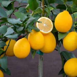 California only! Improved Meyer Semi-Dwarf Lemon 24-36 inches tall, grafted plant