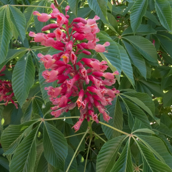 Aesculus pavia (Scarlet buckeye) 1-2 Jahre alte Pflanze, 6-12 Zoll groß