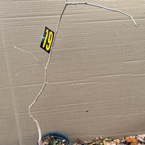 Könnte beinhalten: Ein junger Baumsetzling in einem schwarzen Plastiktopf. Die kahlen Äste erstrecken sich nach oben, mit einem kleinen gelb-schwarzen Etikett mit der Nummer 19. Der Hintergrund ist eine Kartonoberfläche.