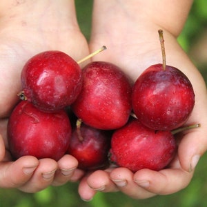 May include: A close-up of hands holding a collection of small, round, red fruits. The fruits have a deep red color with a slight purplish hue and small stems. The background is blurred, suggesting an outdoor setting.