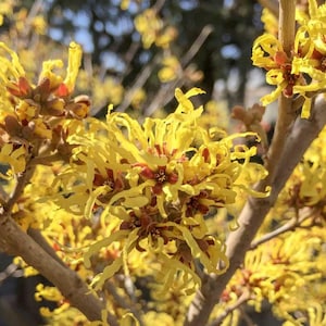 May include: Close-up of a flowering witch hazel branch. The bright yellow, ribbon-like petals of the flowers contrast with the reddish-brown centers. The branches are a light brown color, and the background is blurred.