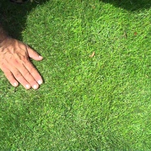 Zoysiagras handvol wortelstokken (stolonen), goed voor 10-15 pluggen of meer, met blote wortel op een vochtige plek, geen aarde