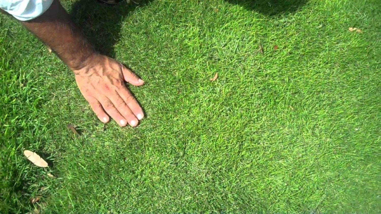 Zoysia grass handfull of rhizomes(stolone) good for 10-15 plugs or more to make, bareroot in moist, no soil