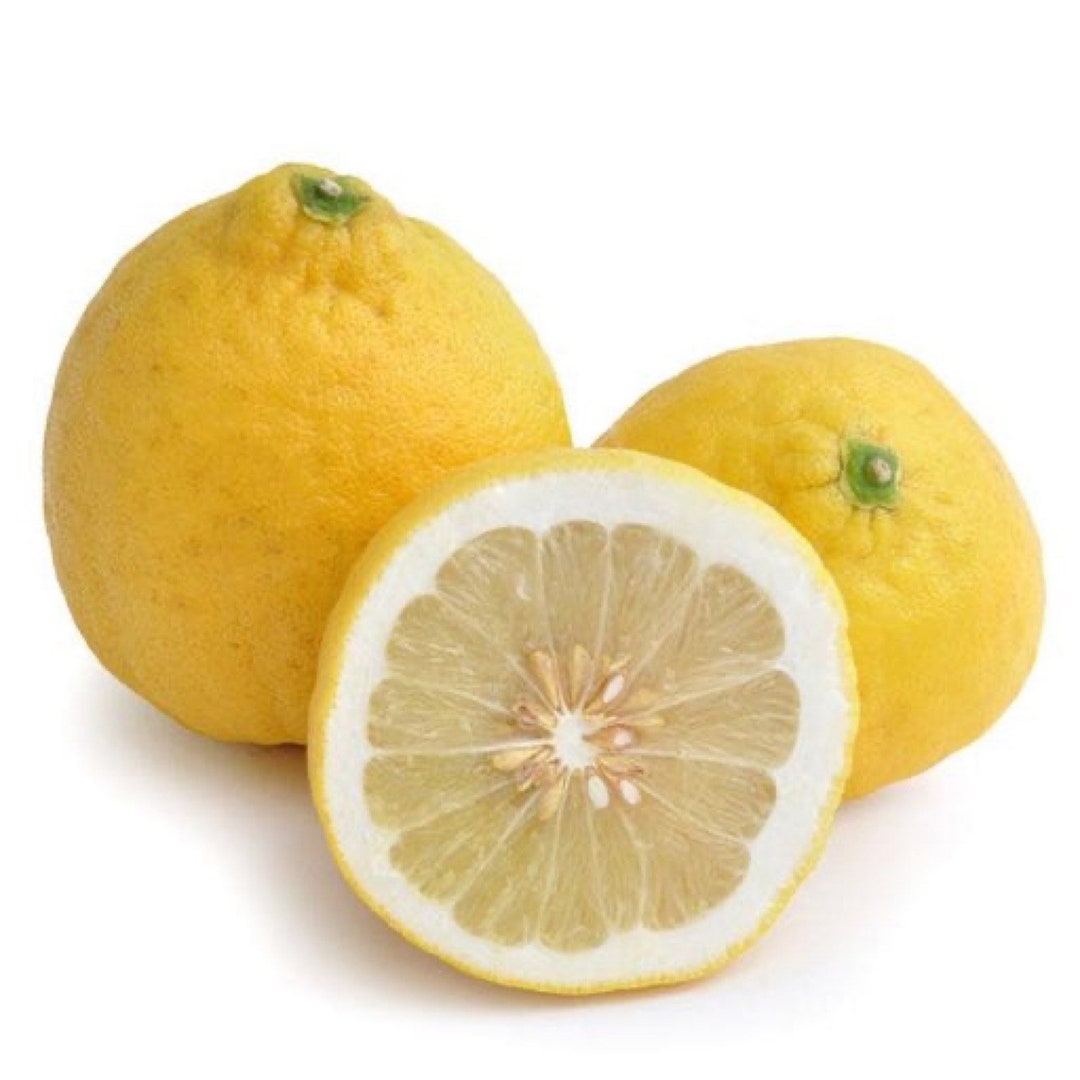 One Ponderosa Lemon Tree, 2-3 feet tall, grafted, No Ship Az, Fl