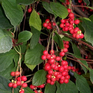 Schisandra chinensis plant 'Sadova No.1' Five Flavor Berry, shipped in pot with soil zdjęcie 3