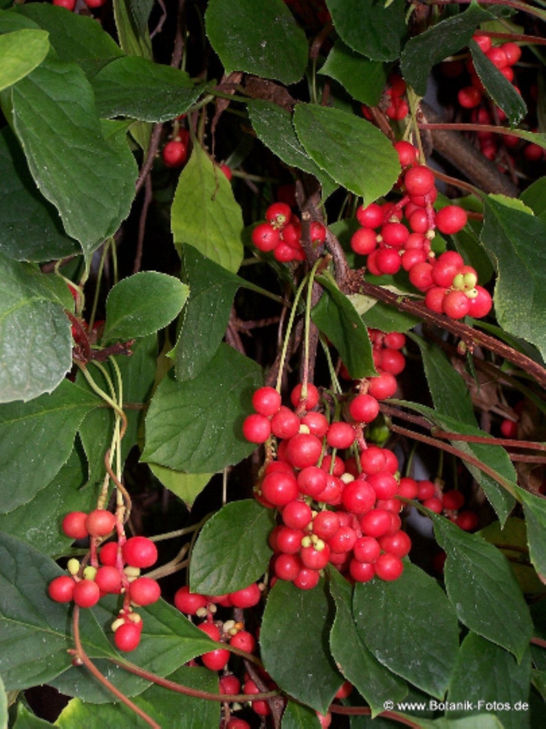 Schisandra chinensis plant 'Sadova No.1' Five Flavor Berry, shipped in pot with soil zdjęcie 3