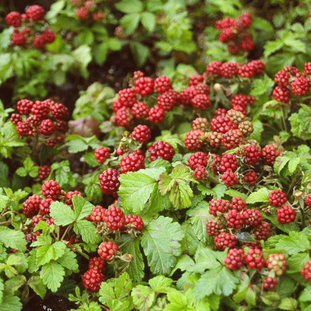 Arctic Raspberries ‘Beta’ and ‘Sophia’ (Rubus arcticus x stellarcticus ...