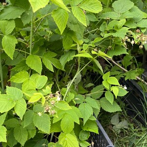 Puede incluir: Una planta de frambuesa de color verde vibrante con hojas serradas y peque&ntilde;os capullos de flores en desarrollo que crece desde una caja de pl&aacute;stico negra. La planta presenta m&uacute;ltiples tallos y ramas con follaje verde claro, mostrando las primeras etapas de crecimiento.