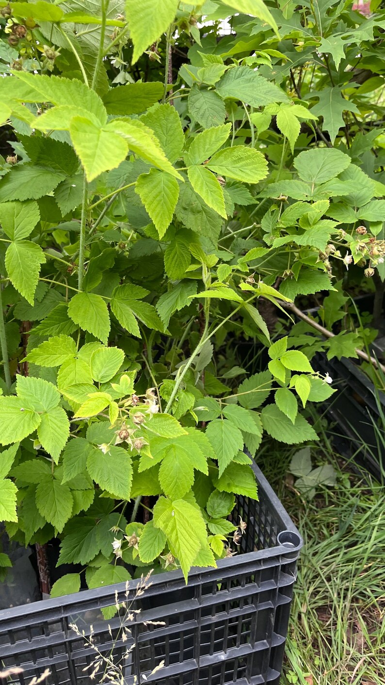 Puede incluir: Una planta de frambuesa de color verde vibrante con hojas serradas y peque&ntilde;os capullos de flores en desarrollo que crece desde una caja de pl&aacute;stico negra. La planta presenta m&uacute;ltiples tallos y ramas con follaje verde claro, mostrando las primeras etapas de crecimiento.