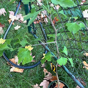Könnte beinhalten: Ein kleiner Ginkgobaum im Topf mit grünen Blättern. Der Baum ist in einem schwarzen Topf mit brauner Erde gepflanzt und von heruntergefallenen Herbstblättern umgeben.