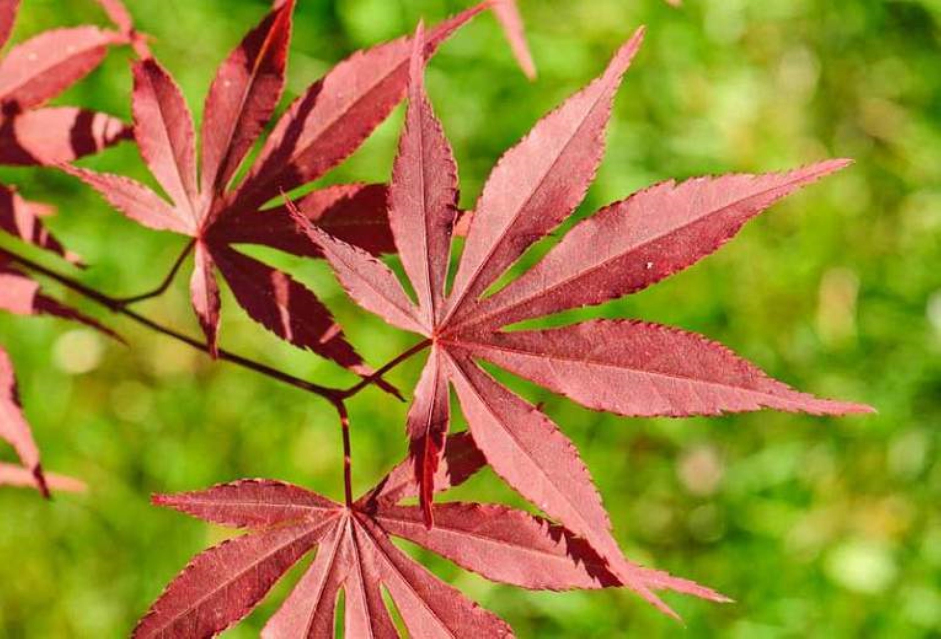 Acer Palmatum atropurpureum japanese Maple 1-2 Year Old - Etsy.