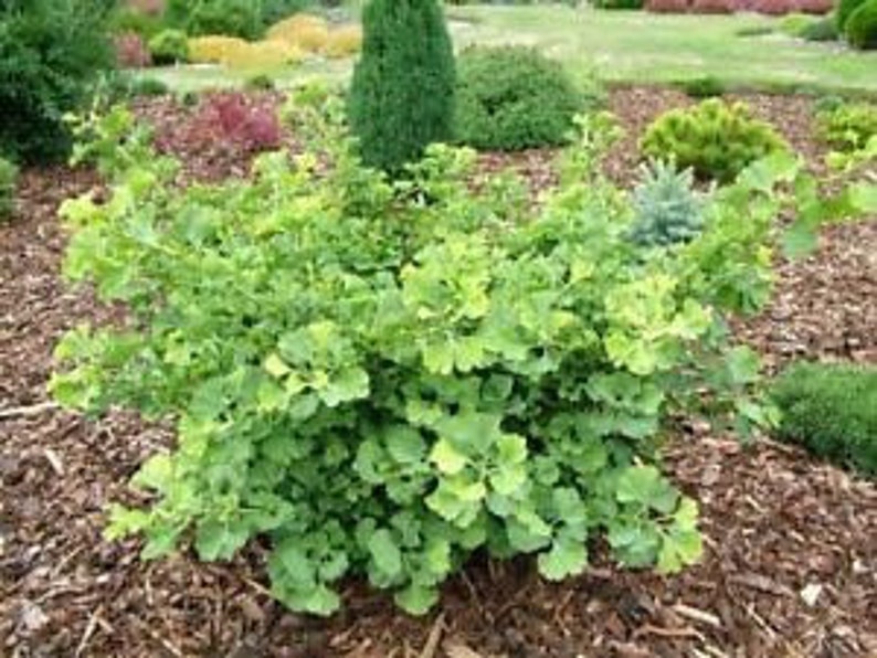 Ginkgo biloba Troll Dwarf Ginkgo Grafted tree, 8-12 image 3