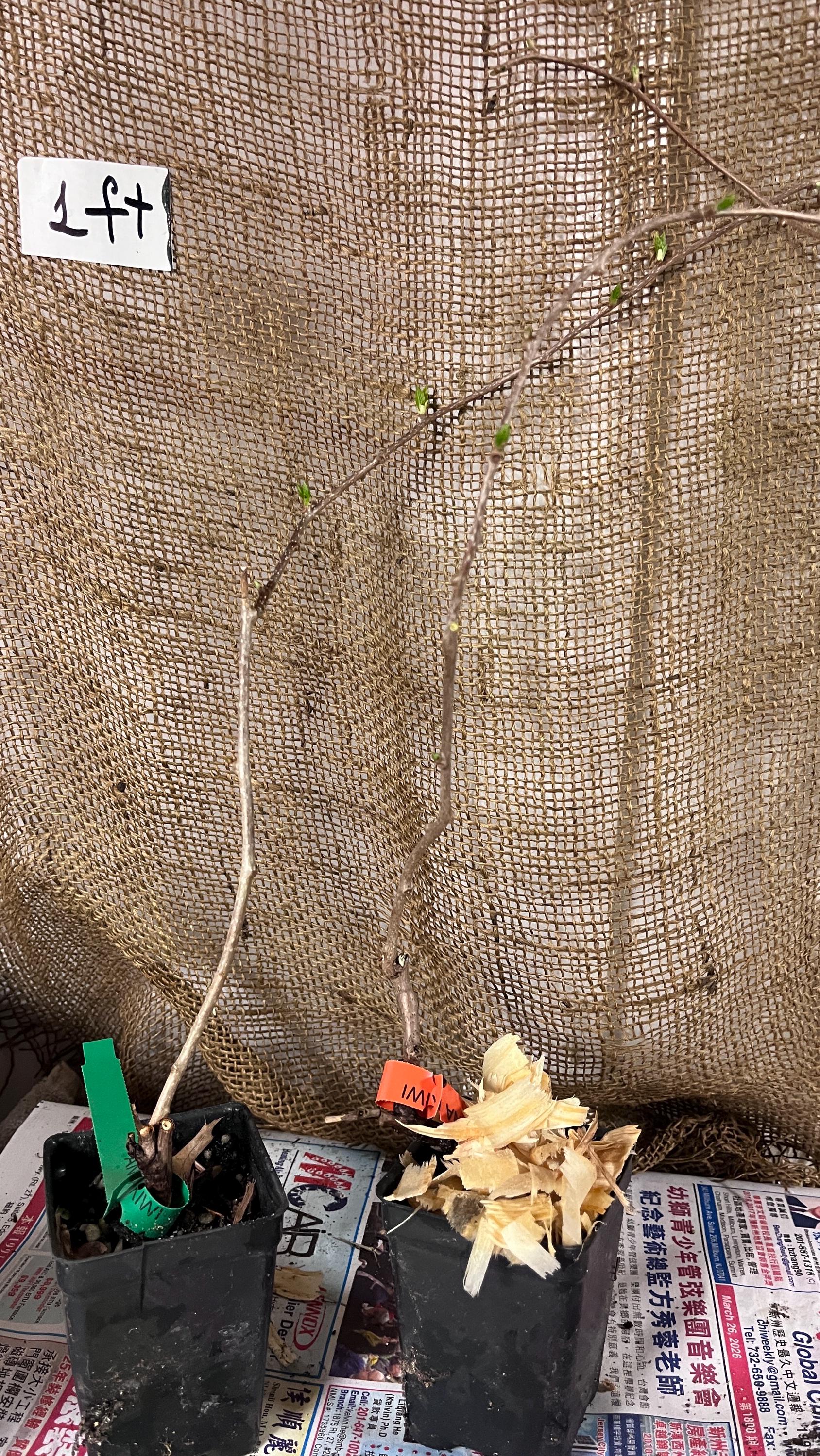 One Plant of Ananasnaya (anna) Female Hardy Kiwi (organic) - Etsy