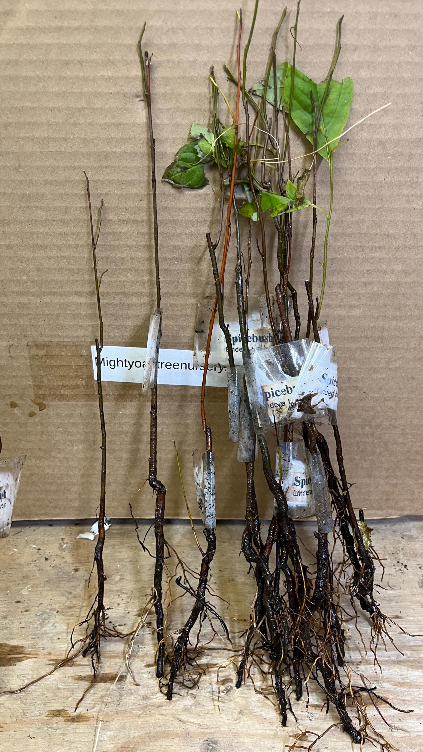 1 Yo 6-12 Inches Tall Northern Spicebush Plant (lindera Benzoin
