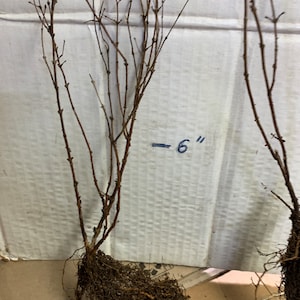 Snowberry Symphoricarpos albus plant, 1-2 year old bare root image 7