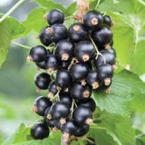May include: A bunch of ripe black currants hanging from a branch. The currants are clustered together and have a glossy, dark purple color.