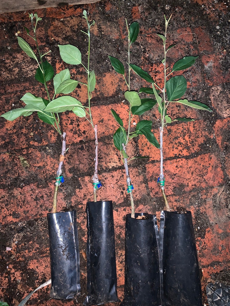 Mt. Rose Apple Tree Grafted Roots Wrapped in Wet Media Etsy