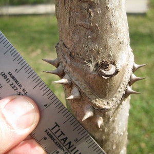 3 branches/stems 24” long of Aralia spinosa American Angelica - DEVIL'S WALKINGSTICK