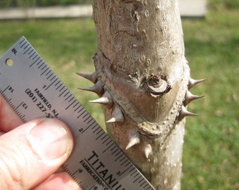 3 branches/stems 24” long of Aralia spinosa American Angelica - DEVIL'S WALKINGSTICK