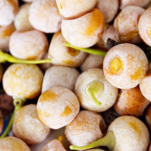 May include: Close-up of a collection of ginkgo nuts, featuring a mix of white and yellow-orange hues. The nuts have a round shape and are partially covered in a white, powdery substance. Green stems and leaves are visible.