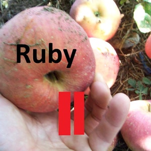 Pode incluir: Uma maçã redonda de cor vermelho-claro com casca texturizada e uma cavidade central no caule. A palavra Ruby está impressa em texto preto na maçã, e duas barras verticais vermelhas estão posicionadas abaixo do texto. Outras maçãs são visíveis ao fundo.