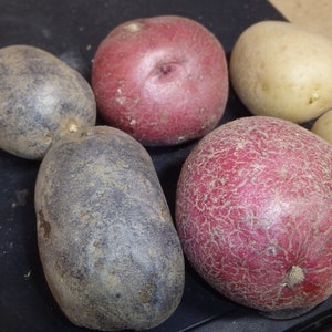 ORGANIC, MIX of 6pc - White,Red and Purple Skin Potato tubers, Solanum tuberosum (2 of each color)