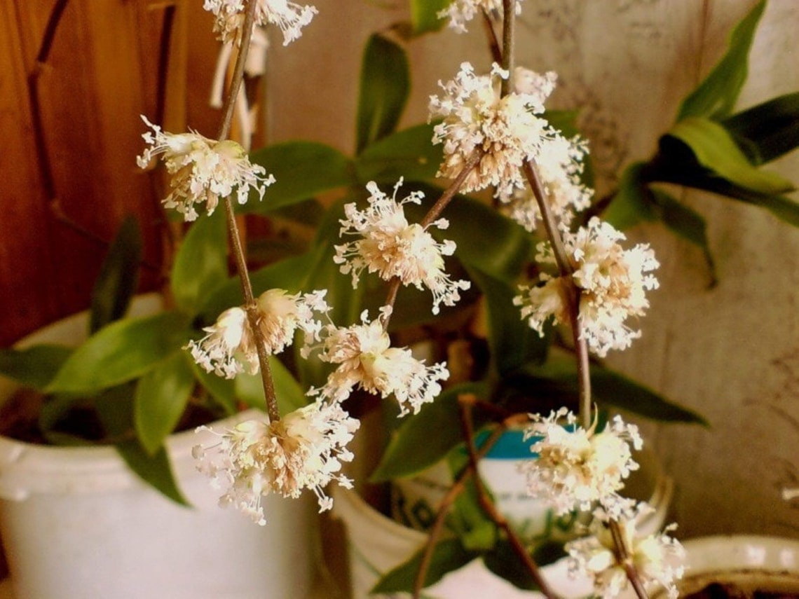 Callisia Fragrans Holistic Medicinal Basket Plant 610 Rooted Etsy