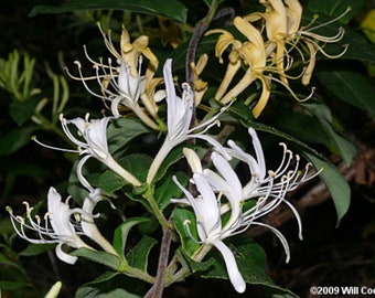 Lonicera japonica plant (Japanese honeysuckle), 1 year old