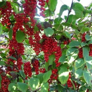 Schisandra chinensis plant 'Sadova No.1' Five Flavor Berry, shipped in pot with soil zdjęcie 4