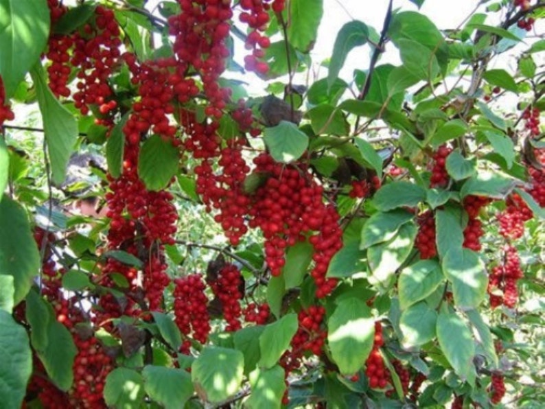 Schisandra chinensis plant 'Sadova No.1' Five Flavor Berry, shipped in pot with soil zdjęcie 4