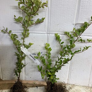 Ilex crenata 'Golden Gem' Dwarf Yellow Japanese Holly 2 year old plant bare root image 9