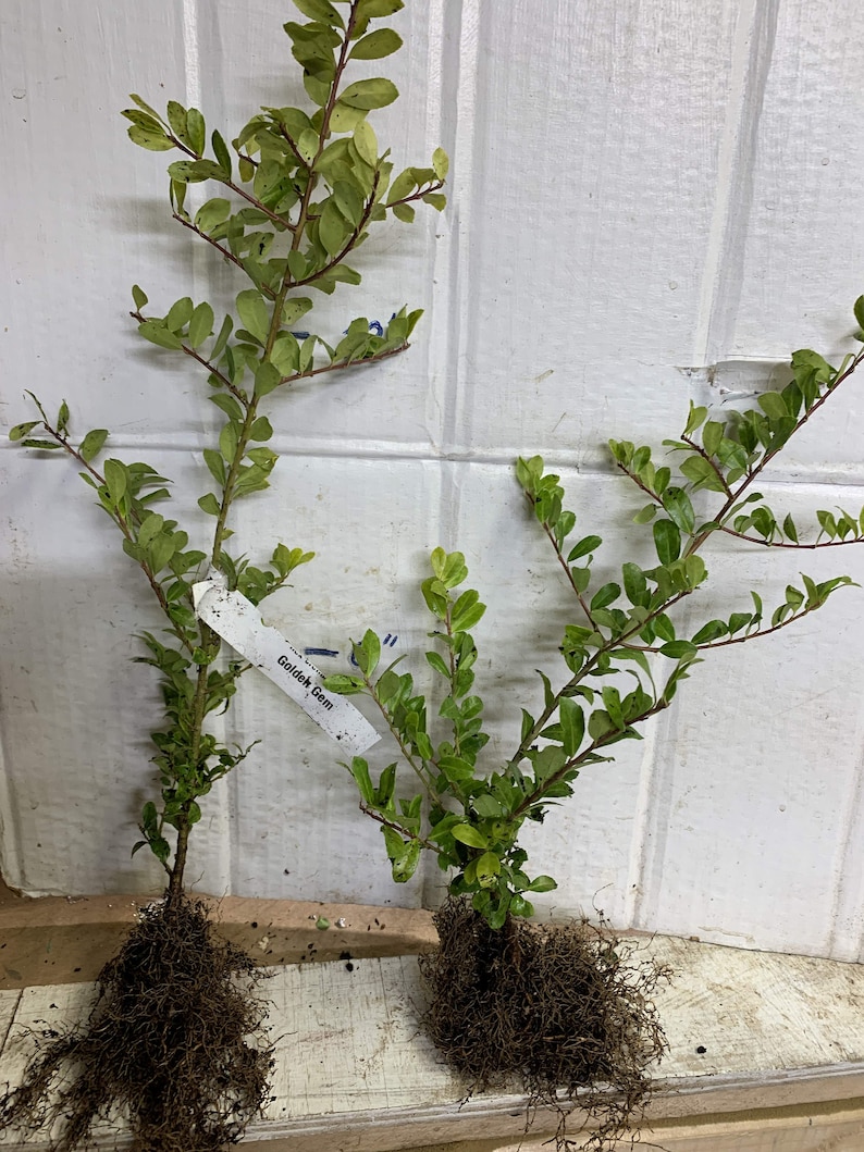 Ilex crenata 'Golden Gem' Dwarf Yellow Japanese Holly 2 year old plant bare root image 9