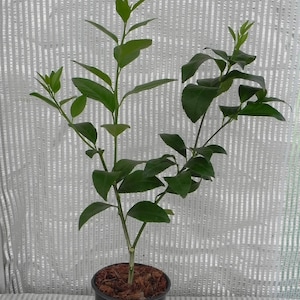 Könnte beinhalten: Ein kleiner grüner Zitronenbaum in einem schwarzen Topf mit brauner Erde. Der Baum hat mehrere Äste mit grünen Blättern.