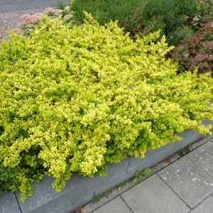 Ilex crenata 'Golden Gem' Dwarf Yellow Japanese Holly 2 year old plant bare root image 2