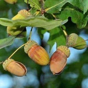 May include: Close-up of acorns hanging from a tree branch. The acorns are brown, green, and yellow with some showing the cap.