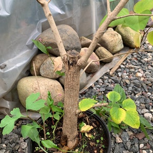 Exact plant Purple Lilac 4-5 year old plant, Syringa vulgaris (Common Lilac) Bare root