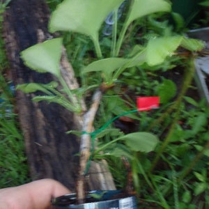 Female ginkgo, live grafted plant, 1 year old graft size. image 4