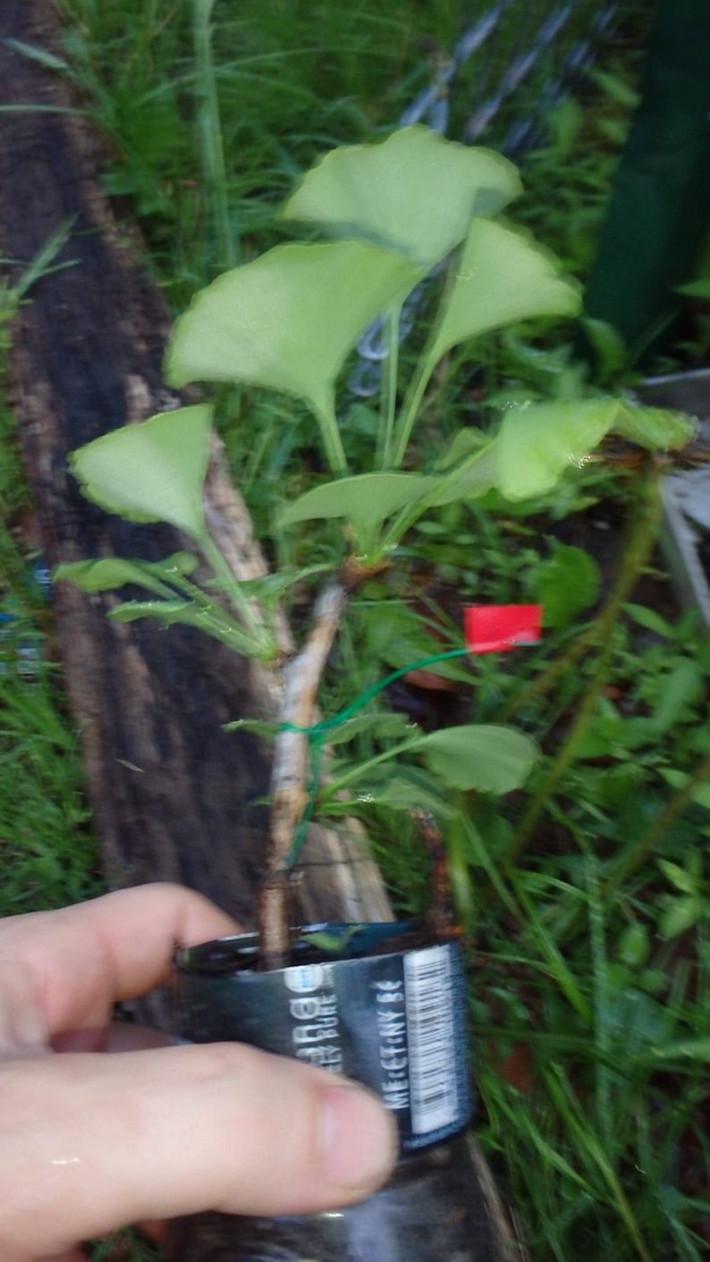 Female ginkgo, live grafted plant, 1 year old graft size. image 4