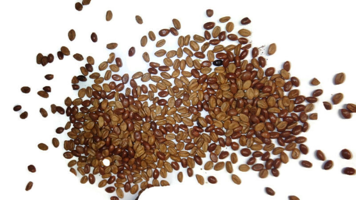 200 Seeds of Bittersweet Vine celastrus Scandens Etsy