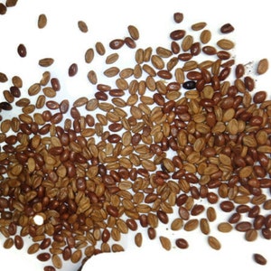 200 seeds of Bittersweet vine (Celastrus scandens)