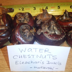 CHINESE WATER CHESTNUTS 8 bulbs Eleocharis dulcis, edible, extremely rare image 2